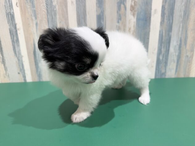 岡山県のチワワ(ロング) (アミーゴ妹尾店/2025年12月25日生まれ/女の子/ホワイトブラックタン)の子犬の2枚目の画像