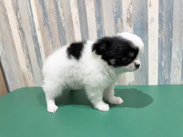 岡山県のチワワ(ロング) (アミーゴ妹尾店/2025年12月25日生まれ/女の子/ホワイトブラックタン)の子犬の3枚目の画像