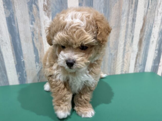 岡山県のハーフ犬・ミックス犬 (アミーゴ妹尾店/2025年12月24日生まれ/男の子/クリーム)の子犬の3枚目の画像