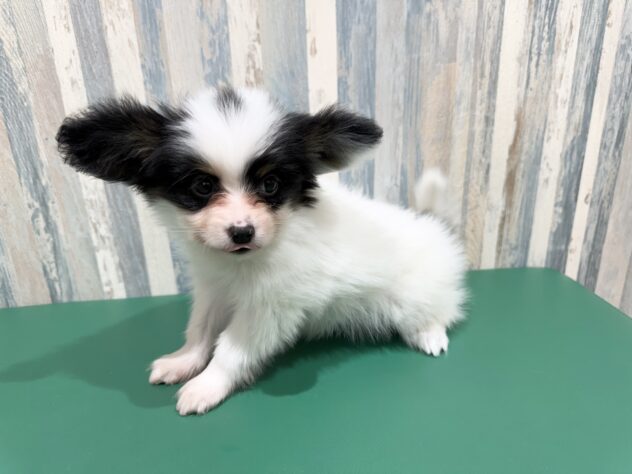 岡山県のパピヨン (アミーゴ妹尾店/2025年12月25日生まれ/男の子/トライカラー)の子犬の2枚目の画像