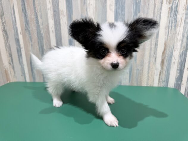 岡山県のパピヨン (アミーゴ妹尾店/2025年12月25日生まれ/男の子/トライカラー)の子犬の3枚目の画像