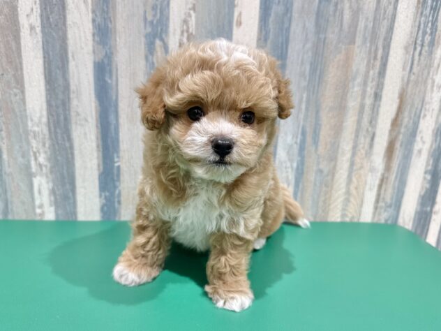 岡山県のハーフ犬・ミックス犬 (アミーゴ妹尾店/2025年12月24日生まれ/男の子/クリーム)の子犬の1枚目の画像