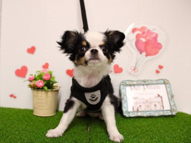 兵庫県のチワワ(ロング) (ペット・プラザ アミーゴ尼崎昭和通店/2025年10月19日生まれ/女の子/ブラッククリームホワイト)の子犬の1枚目の画像