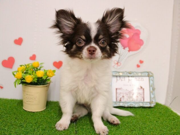 兵庫県のチワワ(ロング) (ペット・プラザ アミーゴ尼崎昭和通店/2025年9月28日生まれ/男の子/ホワイトチョコレート)の子犬の1枚目の画像