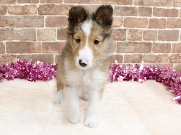 広島県のシェットランドシープドッグ (アミーゴ西条店/2025年12月18日生まれ/男の子/セーブルホワイト)の子犬