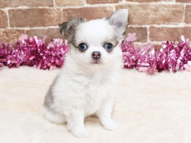 広島県のチワワ(ロング) (アミーゴ西条店/2025年12月25日生まれ/女の子/ホワイト&ブルーフォーン)の子犬の1枚目の画像