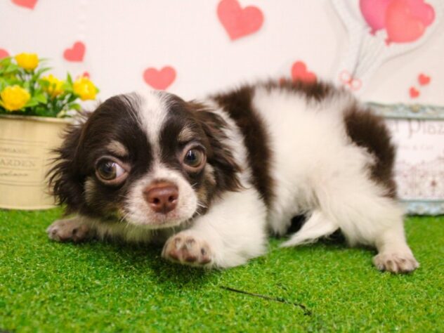 兵庫県のチワワ(ロング) (ペット・プラザ アミーゴ尼崎昭和通店/2025年9月28日生まれ/男の子/ホワイトチョコレート)の子犬の2枚目の画像