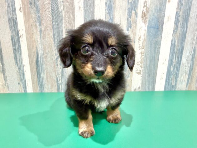 岡山県のハーフ犬・ミックス犬 (アミーゴ妹尾店/2025年12月30日生まれ/男の子/ブラックタン)の子犬の1枚目の画像