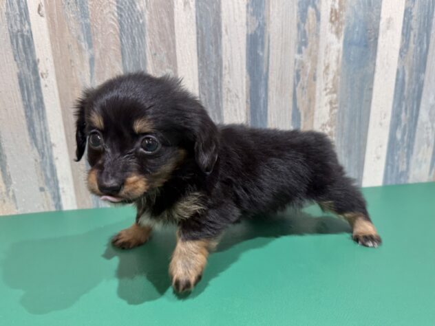 岡山県のハーフ犬・ミックス犬 (アミーゴ妹尾店/2025年12月30日生まれ/男の子/ブラックタン)の子犬の2枚目の画像