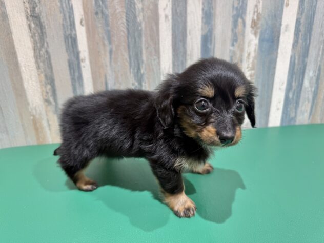 岡山県のハーフ犬・ミックス犬 (アミーゴ妹尾店/2025年12月30日生まれ/男の子/ブラックタン)の子犬の3枚目の画像