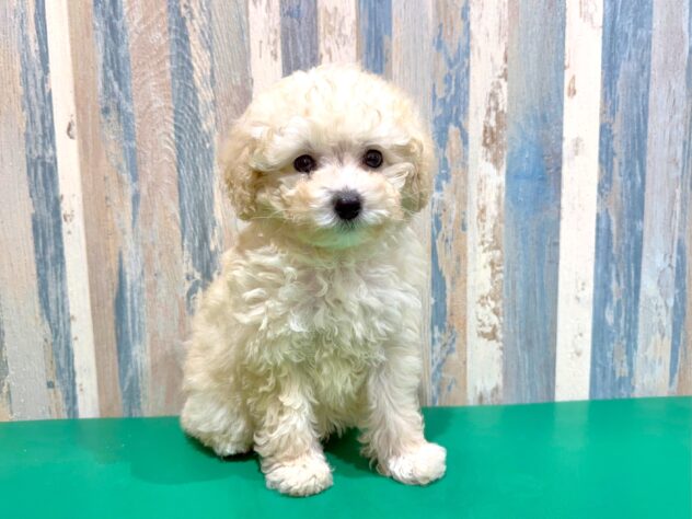 岡山県のトイプードル(トイ) (アミーゴ妹尾店/2025年12月28日生まれ/女の子/ペールフォーン)の子犬の1枚目の画像