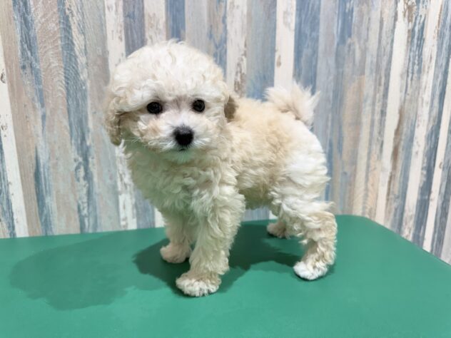 岡山県のトイプードル(トイ) (アミーゴ妹尾店/2025年12月28日生まれ/女の子/ペールフォーン)の子犬の2枚目の画像