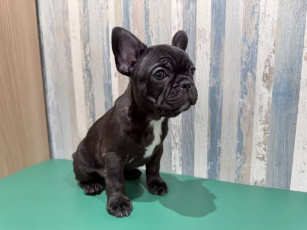 岡山県のフレンチブルドッグ (アミーゴ妹尾店/2025年12月27日生まれ/男の子/ブリンドルホワイト)の子犬の3枚目の画像