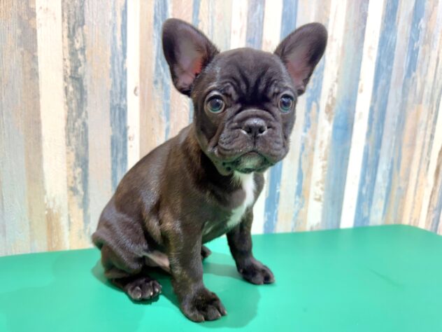 岡山県のフレンチブルドッグ (アミーゴ妹尾店/2025年12月27日生まれ/男の子/ブリンドルホワイト)の子犬の1枚目の画像