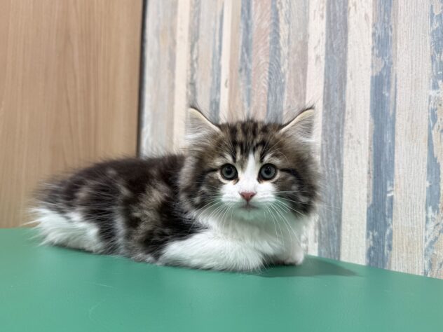 岡山県のノルウェージャンフォレストキャット (アミーゴ妹尾店/2025年12月29日生まれ/男の子/ブラウンタビーホワイト)の子猫の3枚目の画像