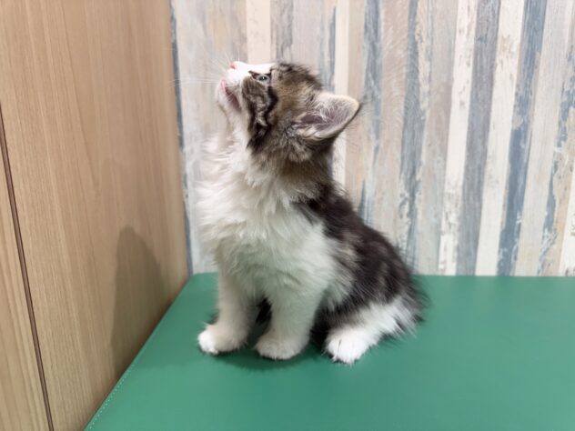 岡山県のノルウェージャンフォレストキャット (アミーゴ妹尾店/2025年12月29日生まれ/男の子/ブラウンタビーホワイト)の子猫の2枚目の画像