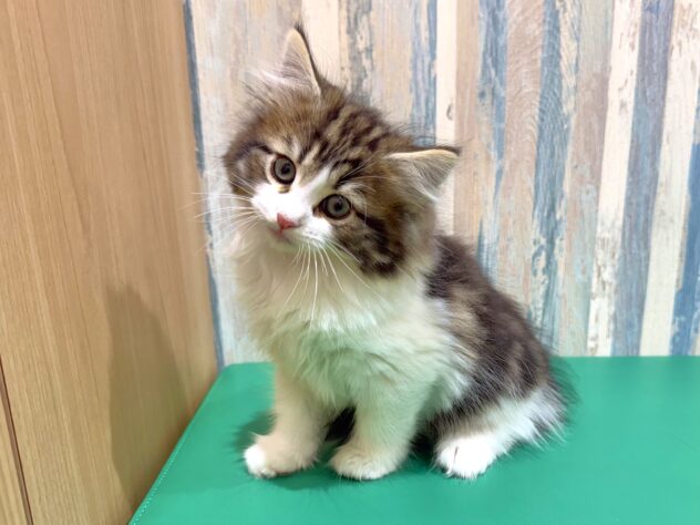 岡山県のノルウェージャンフォレストキャット (アミーゴ妹尾店/2025年12月29日生まれ/男の子/ブラウンタビーホワイト)の子猫の1枚目の画像