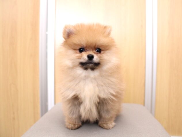 兵庫県のポメラニアン (ペット・プラザ アミーゴ神戸灘店/2025年12月4日生まれ/男の子/オレンジ)の子犬の1枚目の画像