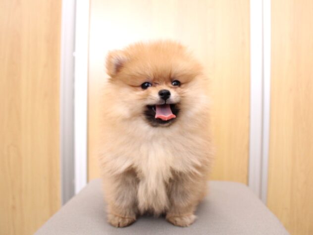 兵庫県のポメラニアン (ペット・プラザ アミーゴ神戸灘店/2025年12月4日生まれ/男の子/オレンジ)の子犬の2枚目の画像