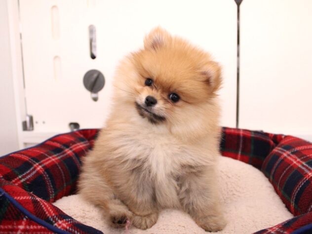 兵庫県のポメラニアン (ペット・プラザ アミーゴ神戸灘店/2025年12月4日生まれ/男の子/オレンジ)の子犬の3枚目の画像