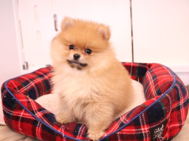 兵庫県のポメラニアン (ペット・プラザ アミーゴ神戸灘店/2025年12月4日生まれ/男の子/オレンジ)の子犬の4枚目の画像