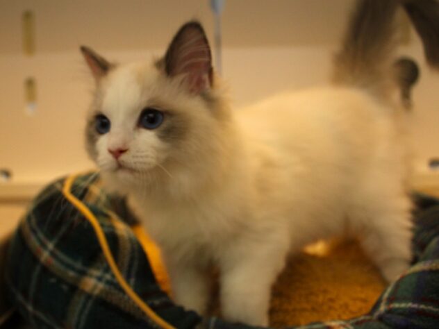 兵庫県のラグドール (ペット・プラザ アミーゴ神戸灘店/2025年11月25日生まれ/女の子/シールポイントバイカラー)の子猫の3枚目の画像