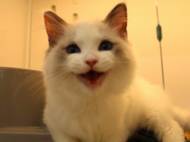 兵庫県のラグドール (ペット・プラザ アミーゴ神戸灘店/2025年11月25日生まれ/女の子/シールポイントバイカラー)の子猫の2枚目の画像