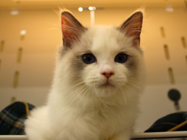 兵庫県のラグドール (ペット・プラザ アミーゴ神戸灘店/2025年11月25日生まれ/女の子/シールポイントバイカラー)の子猫の1枚目の画像