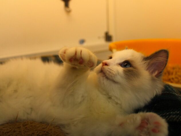 兵庫県のラグドール (ペット・プラザ アミーゴ神戸灘店/2025年11月25日生まれ/女の子/シールポイントバイカラー)の子猫の4枚目の画像