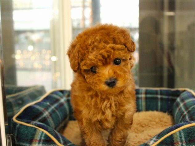 2025年12月7日生まれのトイプードル(トイ)