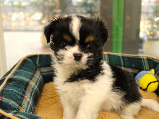 兵庫県のハーフ犬・ミックス犬 (ペット・プラザ アミーゴ神戸灘店/2025年12月6日生まれ/男の子/ブラックホワイト)の子犬の3枚目の画像