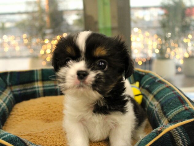 2025年12月6日生まれのハーフ犬・ミックス犬