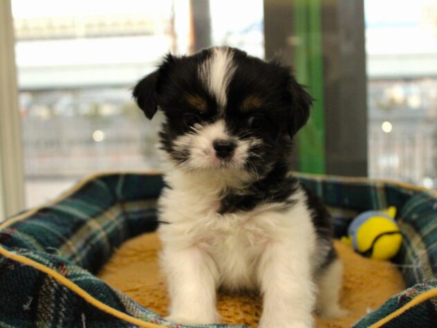 兵庫県のハーフ犬・ミックス犬 (ペット・プラザ アミーゴ神戸灘店/2025年12月6日生まれ/男の子/ブラックホワイト)の子犬の2枚目の画像