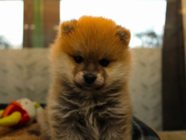 2025年12月6日生まれのハーフ犬・ミックス犬