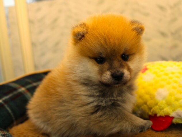 兵庫県のハーフ犬・ミックス犬 (ペット・プラザ アミーゴ神戸灘店/2025年12月6日生まれ/男の子/赤)の子犬の2枚目の画像