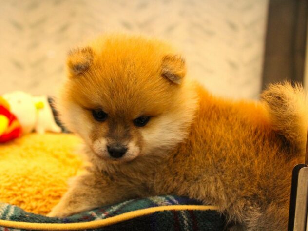 兵庫県のハーフ犬・ミックス犬 (ペット・プラザ アミーゴ神戸灘店/2025年12月6日生まれ/男の子/赤)の子犬の3枚目の画像