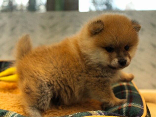 兵庫県のハーフ犬・ミックス犬 (ペット・プラザ アミーゴ神戸灘店/2025年12月6日生まれ/男の子/赤)の子犬の4枚目の画像