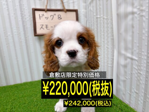 岡山県のキャバリアキングチャールズスパニエル (アミーゴ倉敷店/2025年12月7日生まれ/男の子/ブレンハイム)の子犬