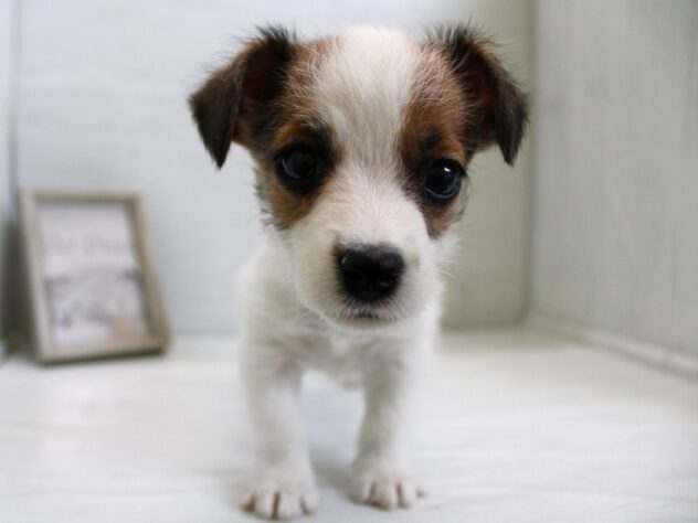 兵庫県のジャック・ラッセル・テリア（スムース） (ペット・プラザ アミーゴ神戸灘店/2025年12月14日生まれ/女の子/ホワイトタン)の子犬