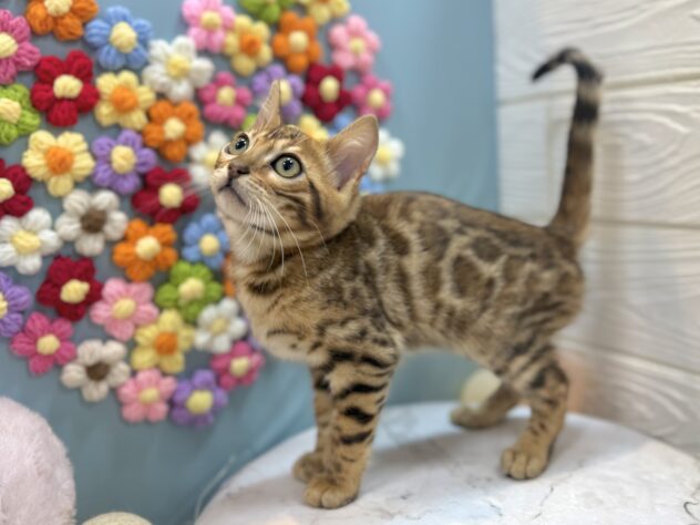 兵庫県のベンガル (ワンキャラット アミーゴ姫路飾磨店/2025年12月12日生まれ/男の子/ブラウンスポットタビー)の子猫の3枚目の画像