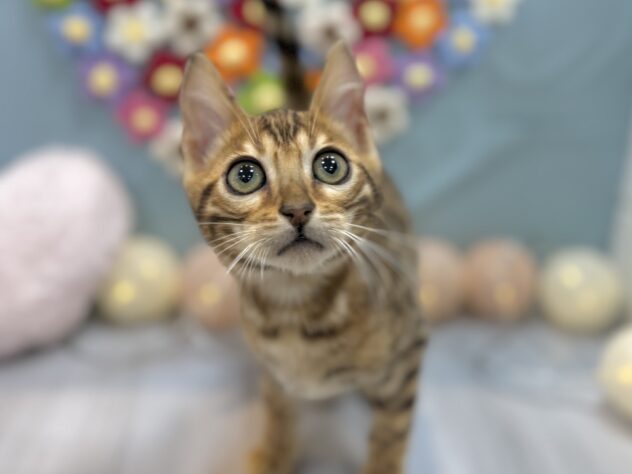 兵庫県のベンガル (ワンキャラット アミーゴ姫路飾磨店/2025年12月12日生まれ/男の子/ブラウンスポットタビー)の子猫の2枚目の画像