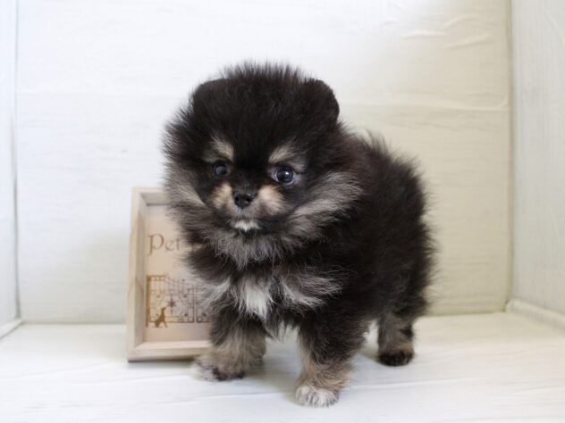 兵庫県のポメラニアン (ペット・プラザ アミーゴ神戸灘店/2025年12月13日生まれ/女の子/ブラックタン)の子犬