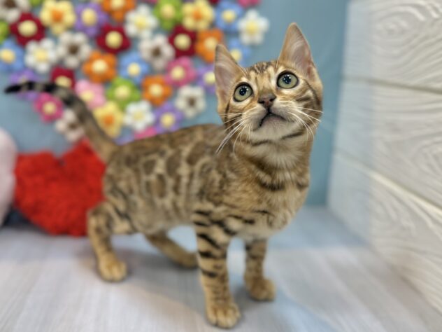 兵庫県のベンガル (ワンキャラット アミーゴ姫路飾磨店/2025年12月12日生まれ/男の子/ブラウンスポットタビー)の子猫の4枚目の画像