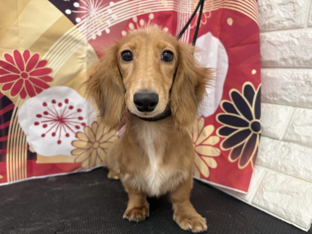 宮城県のカニンヘンダックスフンド(ロング) (アミーゴ仙台富沢店/2025年7月8日生まれ/女の子/レッド)の子犬