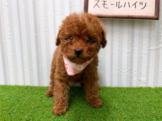 岡山県のトイプードル(トイ) (アミーゴ倉敷店/2025年12月15日生まれ/女の子/レッド)の子犬の3枚目の画像