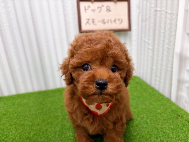 岡山県のトイプードル(トイ) (アミーゴ倉敷店/2025年12月11日生まれ/女の子/レッド)の子犬の3枚目の画像