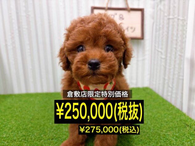 岡山県のトイプードル(トイ) (アミーゴ倉敷店/2025年12月11日生まれ/女の子/レッド)の子犬の1枚目の画像
