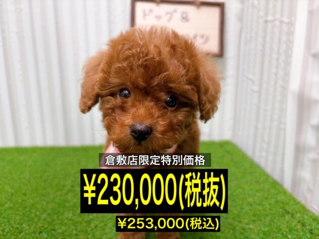 岡山県のトイプードル(トイ) (アミーゴ倉敷店/2025年12月15日生まれ/女の子/レッド)の子犬の1枚目の画像