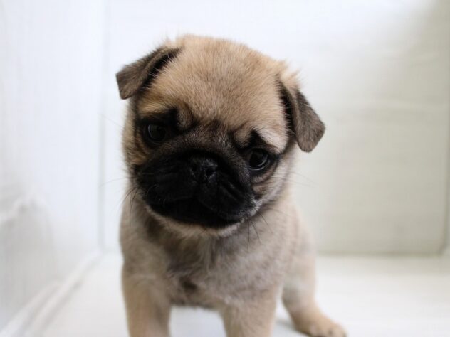 兵庫県のパグ (ペット・プラザ アミーゴ神戸灘店/2025年12月13日生まれ/男の子/フォーン)の子犬の1枚目の画像