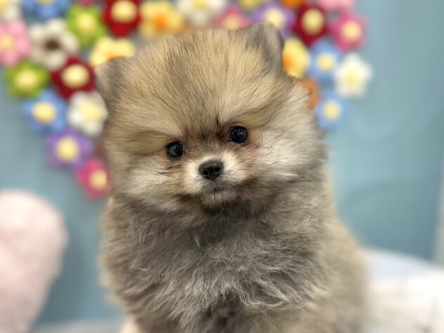 兵庫県のポメラニアン (ワンキャラット アミーゴ姫路飾磨店/2025年12月19日生まれ/男の子/ウルフセーブル)の子犬の1枚目の画像